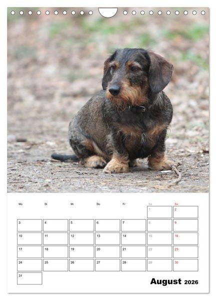 Produktbild: Geliebte Rabauken - Rauhaardackel (Wandkalender 2026 DIN A4 hoch), CALVENDO Monatskalender