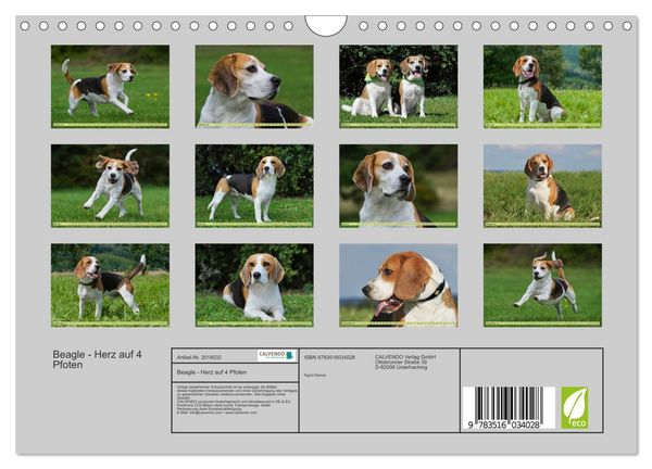 Produktbild: Beagle - Herz auf 4 Pfoten (Wandkalender 2026 DIN A4 quer), CALVENDO Monatskalender