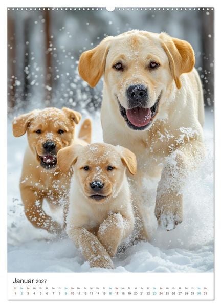 Produktbild: Mein Jahr mit Labradoren (hochwertiger Premium Wandkalender 2027 DIN A2 hoch), Kunstdruck in Hochglanz