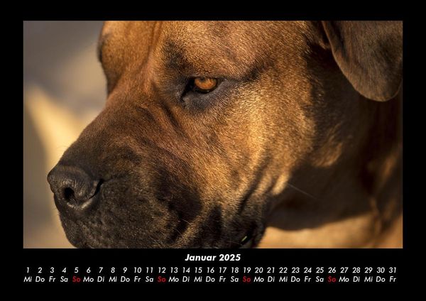 Produktbild: Der Hundekalender 2025 Fotokalender DIN A3