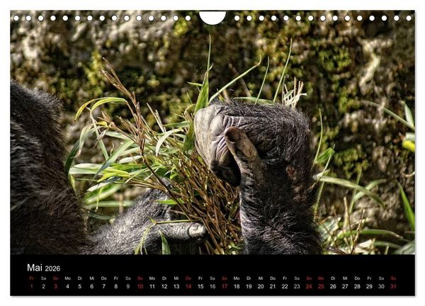Produktbild: Gorillas - Die sanften Wilden (Wandkalender 2026 DIN A4 quer), CALVENDO Monatskalender