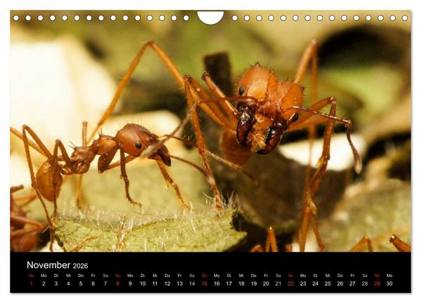 Produktbild: Atta sexdens - Blattschneiderameise (Wandkalender 2026 DIN A4 quer), CALVENDO Monatskalender