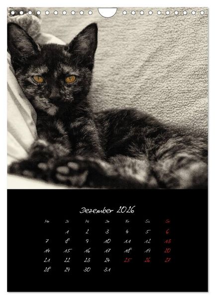 Produktbild: Katzenalltag 2026 (Wandkalender 2026 DIN A4 hoch), CALVENDO Monatskalender