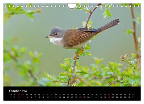 Produktbild: V&ouml;gel (Wandkalender 2026 DIN A4 quer), CALVENDO Monatskalender