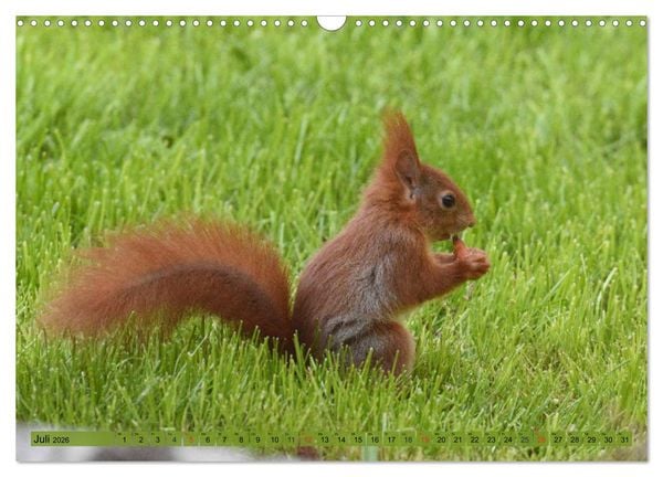 Produktbild: Neuer Spa&szlig; mit Eichh&ouml;rnchen-Kindern (Wandkalender 2026 DIN A3 quer), CALVENDO Monatskalender
