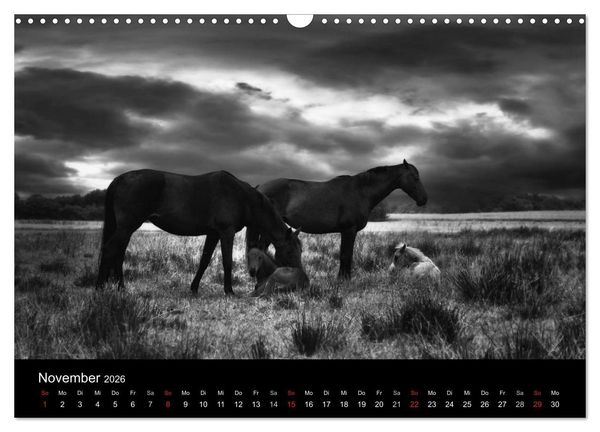 Produktbild: Pferde 2026 Wild Thing (Wandkalender 2026 DIN A3 quer), CALVENDO Monatskalender