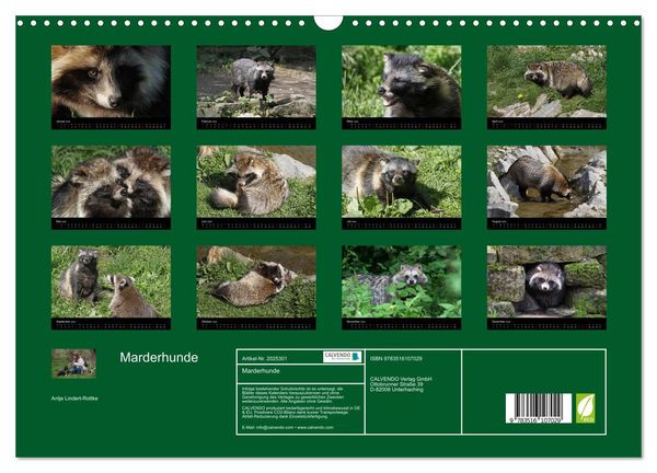 Produktbild: Marderhunde (Wandkalender 2026 DIN A3 quer), CALVENDO Monatskalender