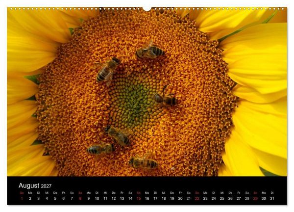 Produktbild: Sonnenblumen (hochwertiger Premium Wandkalender 2027 DIN A2 quer), Kunstdruck in Hochglanz
