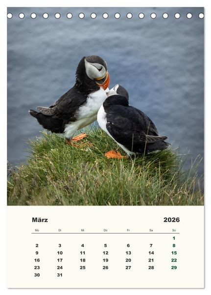 Produktbild: Papageientaucher in Island (Tischkalender 2026 DIN A5 hoch), CALVENDO Monatskalender