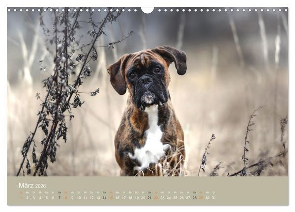Produktbild: Der Boxer, der beste Hund der Welt (Wandkalender 2026 DIN A3 quer), CALVENDO Monatskalender