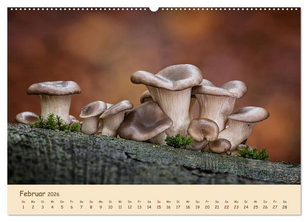 Produktbild: Pilzgalerie - Eindrucksvolle Aufnahmen von unseren heimischen Pilzen (Wandkalender 2026 DIN A2 quer), CALVENDO Monatskalender