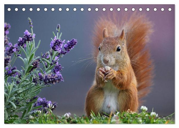 Produktbild: Eichh&ouml;rnchen in zauberhaften Posen (Tischkalender 2027 DIN A5 quer), CALVENDO Monatskalender