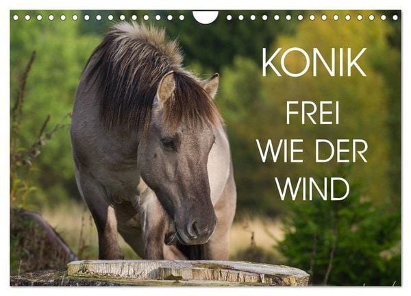 Konik - Frei geboren (Wandkalender 2026 DIN A4 quer), CALVENDO Monatskalender