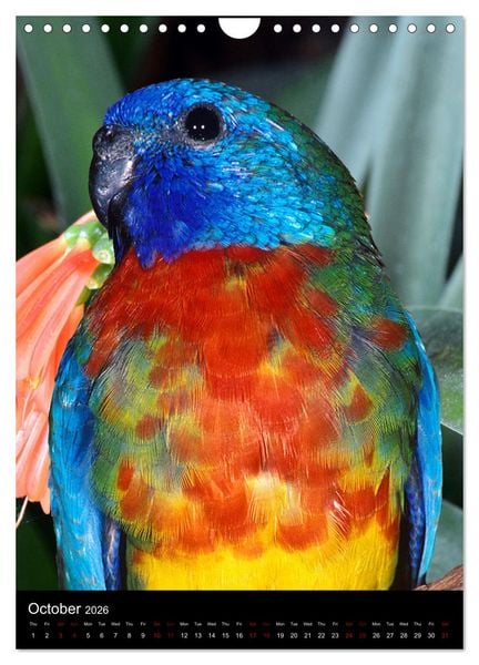 Produktbild: Fascinating parrots from all over the world (Wall Calendar 2026 DIN A4 portrait), CALVENDO 12 Month Wall Calendar
