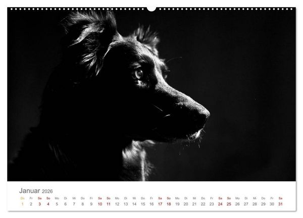 Produktbild: Hundeportraits Fine Art (hochwertiger Premium Wandkalender 2026 DIN A2 quer), Kunstdruck in Hochglanz