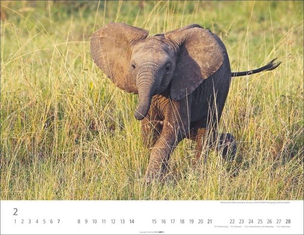 Produktbild: Elefantenbabys Kalender 2027