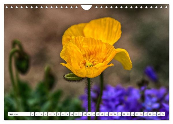 Produktbild: MohnTage (Wandkalender 2026 DIN A4 quer), CALVENDO Monatskalender