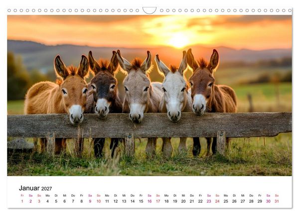 Produktbild: Esel - neugierige Typen (Wandkalender 2027 DIN A3 quer), CALVENDO Monatskalender