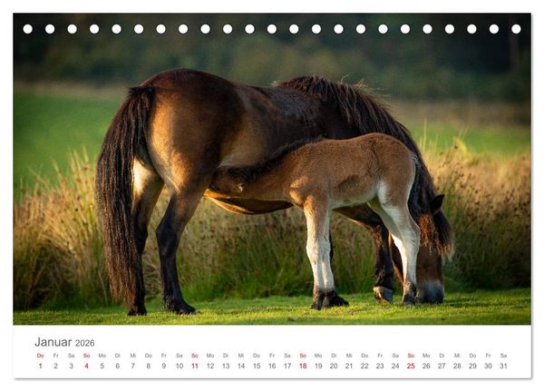 Produktbild: Exmoor Ponnys - Die letzten Ihrer Art (Tischkalender 2026 DIN A5 quer), CALVENDO Monatskalender