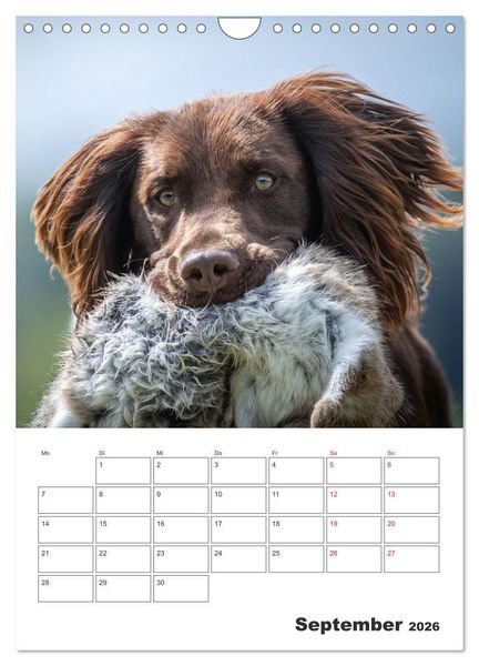 Produktbild: Geboren um zu Jagen. Der kleine M&uuml;nsterl&auml;nder (Wandkalender 2026 DIN A4 hoch), CALVENDO Monatskalender