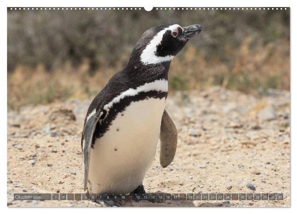 Produktbild: Pinguine in Patagonien (hochwertiger Premium Wandkalender 2026 DIN A2 quer), Kunstdruck in Hochglanz