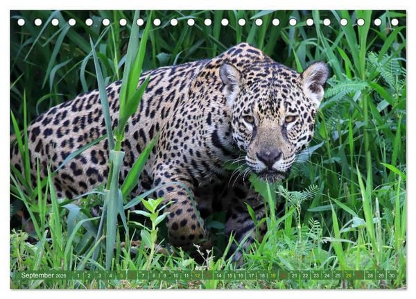Produktbild: Jaguare im Pantanal (Tischkalender 2026 DIN A5 quer), CALVENDO Monatskalender