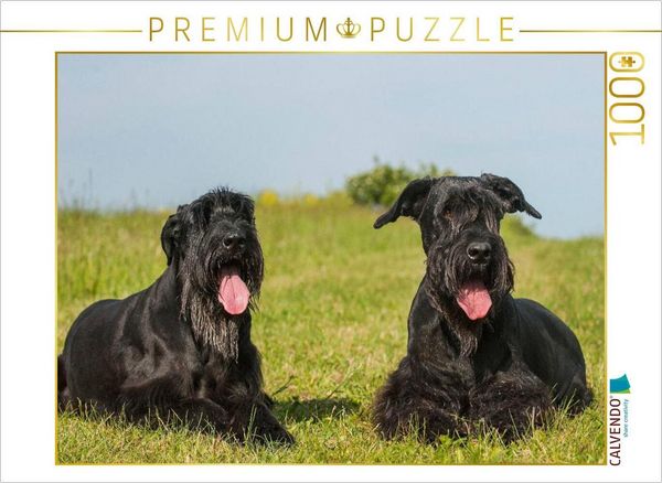 Produktbild: CALVENDO Puzzle Zwei Riesenschnauzer auf der Wiese | 1000 Teile Lege-Gr&ouml;&szlig;e 64x48cm Foto-Puzzle f&uuml;r gl&uuml;ckliche Stunden