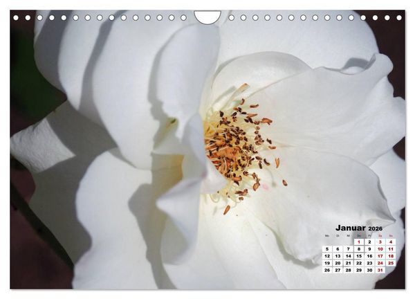 Produktbild: Rosen, die K&ouml;nigin der Blumen (Wandkalender 2026 DIN A4 quer), CALVENDO Monatskalender