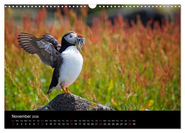 Produktbild: ATLANTIC PUFFINS OF SCOTLAND (Wall Calendar 2026 DIN A3 landscape), CALVENDO 12 Month Wall Calendar