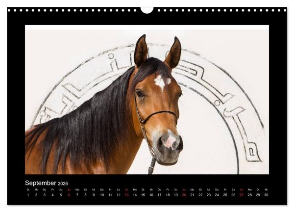 Produktbild: Vollblutaraber (Wandkalender 2026 DIN A3 quer), CALVENDO Monatskalender
