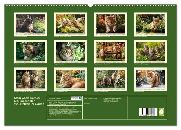 Produktbild: Main-Coon-Katzen. Die imposanten Waldkatzen im Garten (hochwertiger Premium Wandkalender 2026 DIN A2 quer), Kunstdruck in Hochglanz