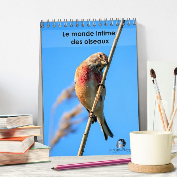 Produktbild: Le monde intime des oiseaux (Calendrier de bureau 2026 DIN A5 horizontal), CALVENDO calendrier mensuel