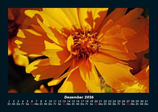 Produktbild: Blumentr&auml;ume 2026 Fotokalender DIN A4