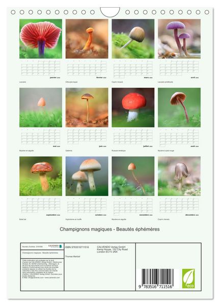 Produktbild: Champignons magiques - Beaut&eacute;s &eacute;ph&eacute;m&egrave;res (Calendrier mural 2026 DIN A4 horizontal), CALVENDO calendrier mensuel