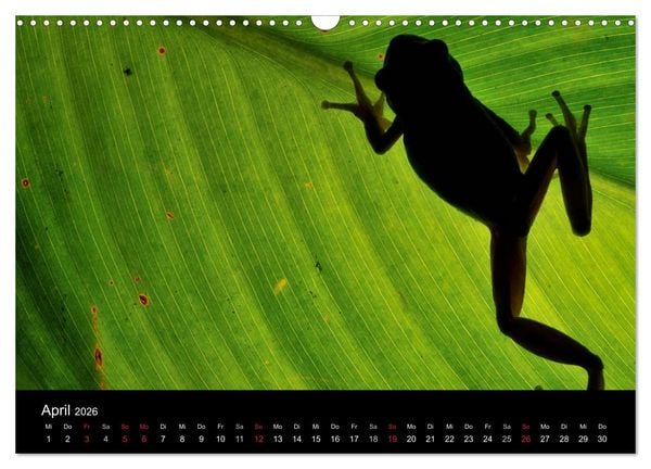 Produktbild: WILD - Tierkalender 2026 (Wandkalender 2026 DIN A3 quer), CALVENDO Monatskalender