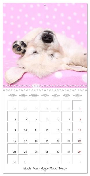 Produktbild: Sleeping Puppies (Wall Calendar 2026 12 &times; 12 Inch) CALVENDO 12 Month Wall Calendar