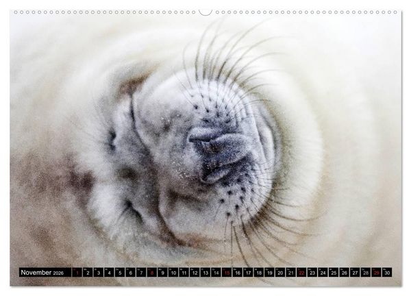 Produktbild: Robbenbabys (hochwertiger Premium Wandkalender 2026 DIN A2 quer), Kunstdruck in Hochglanz