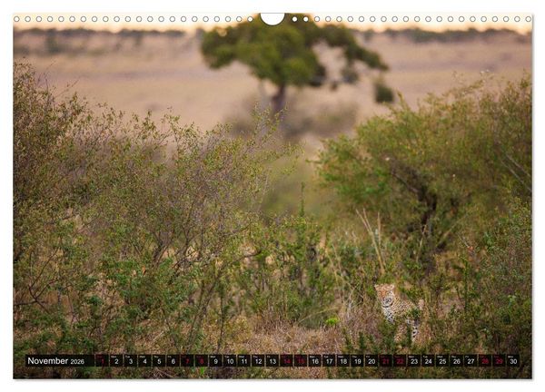 Produktbild: Leopards in the wild (Wall Calendar 2026 DIN A3 landscape), CALVENDO 12 Month Wall Calendar