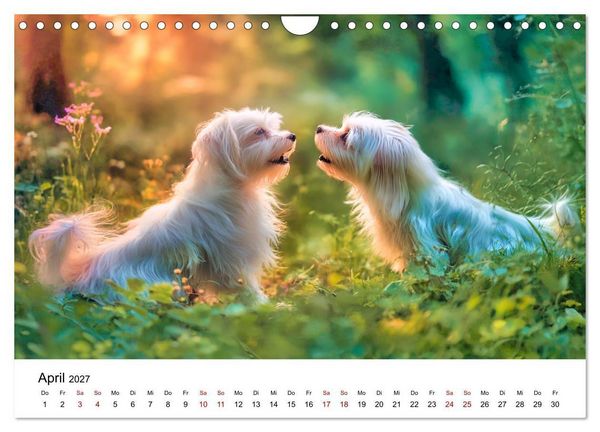 Produktbild: Kleine wei&szlig;e Wunder - ein Jahr mit Maltesern (Wandkalender 2027 DIN A4 quer), CALVENDO Monatskalender