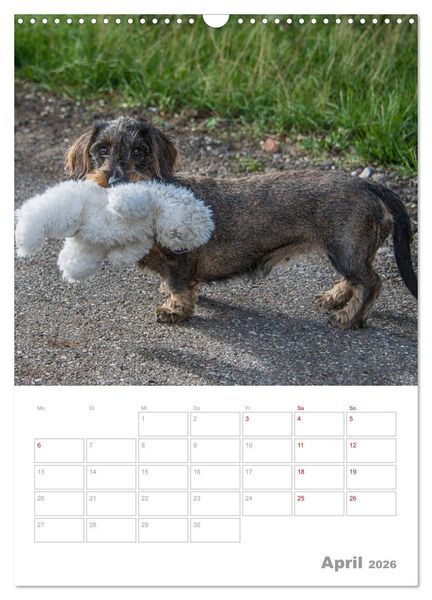 Produktbild: Dackelportraits (Wandkalender 2026 DIN A3 hoch), CALVENDO Monatskalender