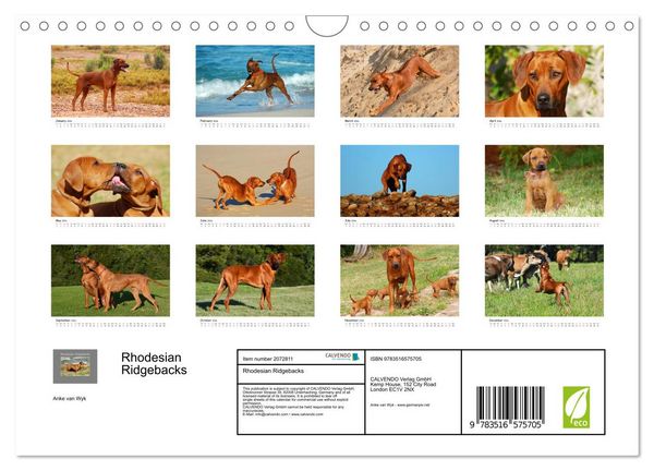 Produktbild: Rhodesian Ridgebacks (Wall Calendar 2026 DIN A4 landscape), CALVENDO 12 Month Wall Calendar