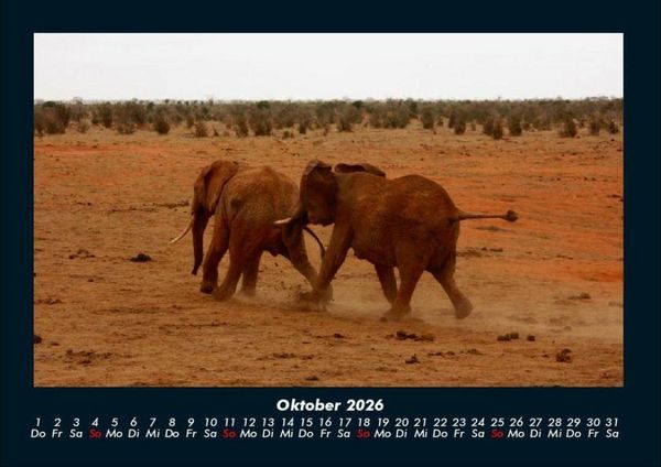 Produktbild: Elefanten 2026 Fotokalender DIN A4