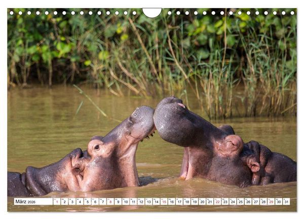 Produktbild: Wunderwelt der Tiere - S&uuml;dafrika (Wandkalender 2026 DIN A4 quer), CALVENDO Monatskalender