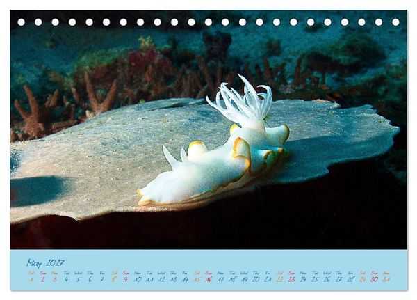 Produktbild: Sea Slugs - Little Wonders - Pure Beauties (Desk Calendar 2027 DIN A5 landscape), CALVENDO 12 Month DeskCalendar