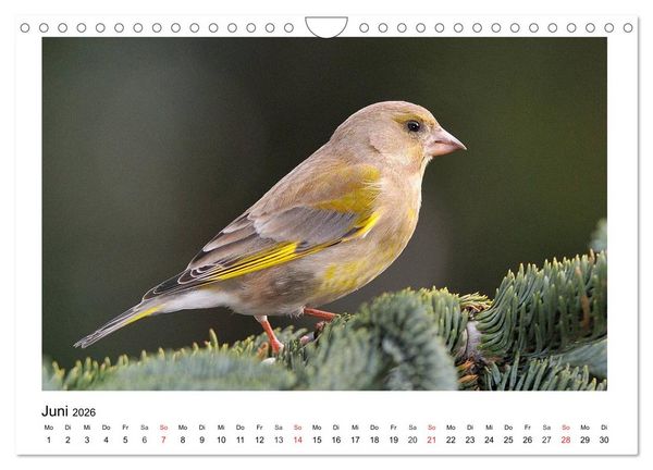 Produktbild: Heimische Gartenv&ouml;gel - Gefiederte Freunde (Wandkalender 2026 DIN A4 quer), CALVENDO Monatskalender