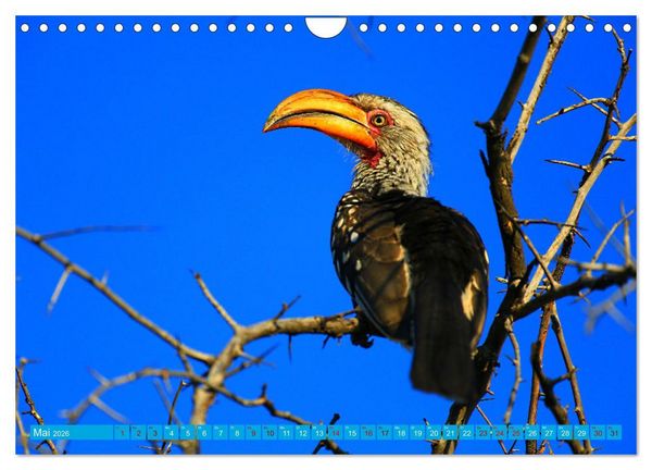 Produktbild: Botswana- Pirschfahrt mit Garantie auf Wildlife (Wandkalender 2026 DIN A4 quer), CALVENDO Monatskalender