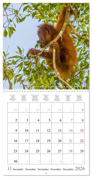 Produktbild: Orangutans in the jungle of Sumatra (Wall Calendar 2026 12 &times; 12 Inch) CALVENDO 12 Month Wall Calendar