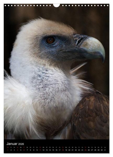 Produktbild: Greifv&ouml;gel im Portrait (Wandkalender 2026 DIN A3 hoch), CALVENDO Monatskalender