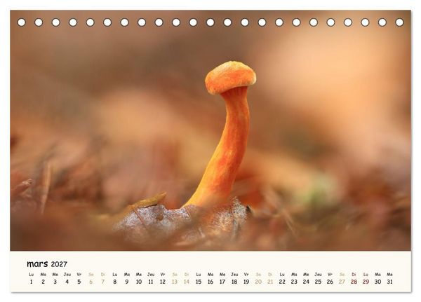 Produktbild: Champignons magiques (Calendrier de bureau 2027 DIN A5 vertical), CALVENDO calendrier mensuel