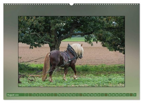 Produktbild: Pferde Vom Minishetty bis zum Kaltblut (Wandkalender 2026 DIN A2 quer), CALVENDO Monatskalender